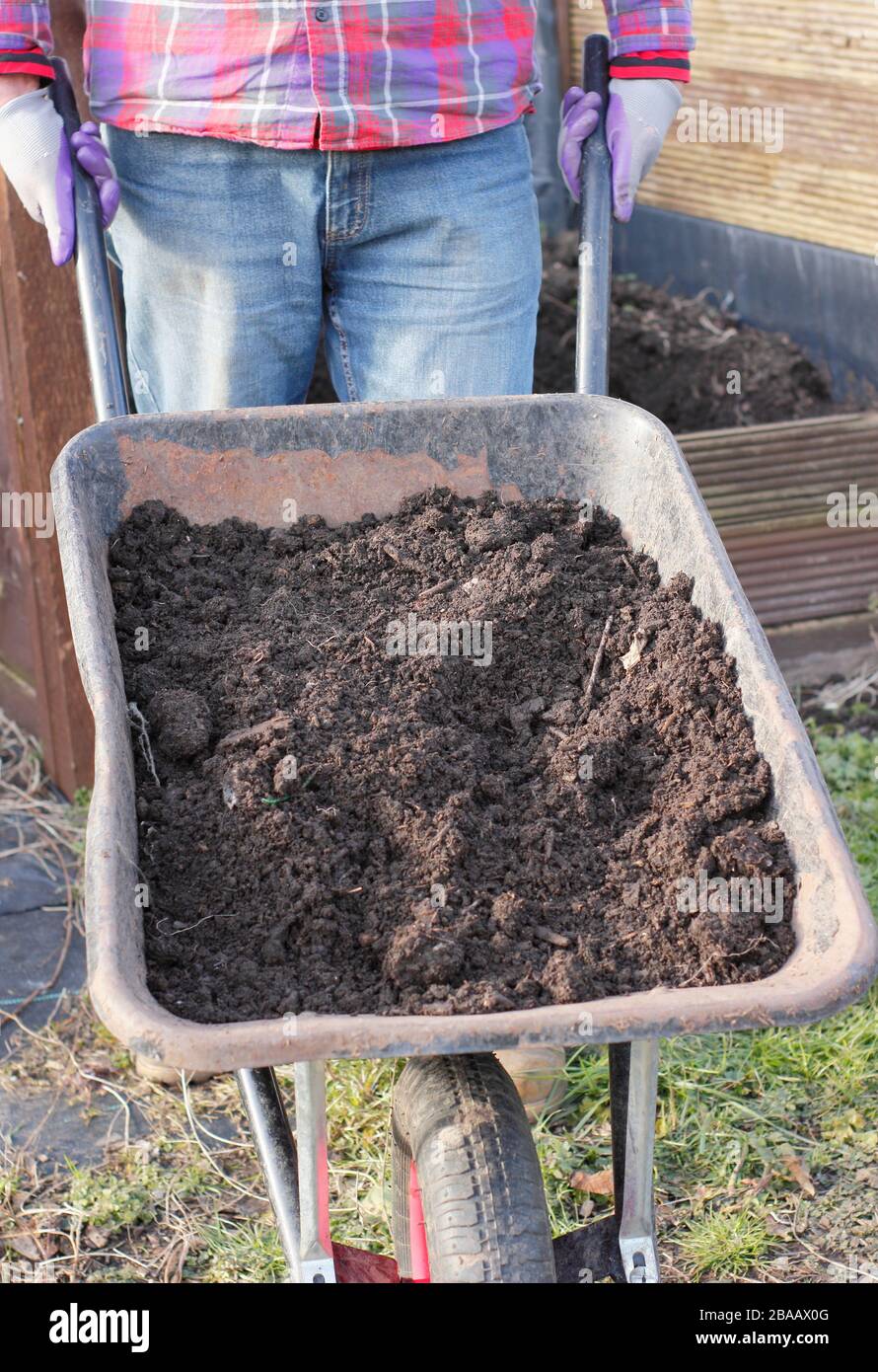 Homemade compost from vegetable scraps, cardboard, grass clippings and other biodegradable waste, in a wheelbarrow by composting area. UK garden Stock Photo