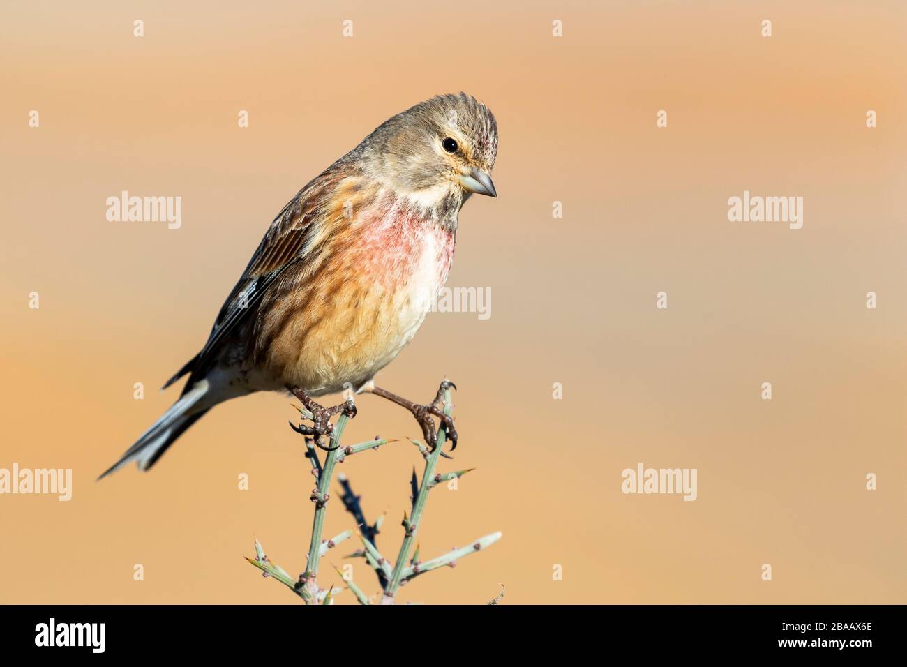 Common linnet male (carduelis cannabina) perched on a twig against a blurred natural background. Spain Stock Photo