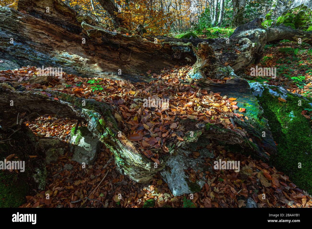 old decaying beech trunk and dead leaves, new humus for the wood Stock Photo