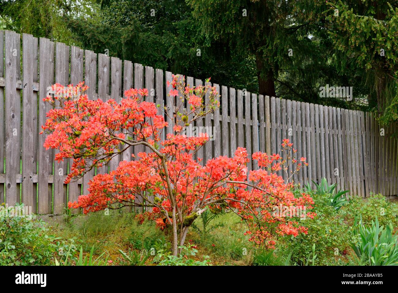 Blooming Orange Azalea, backyard, Portland, OR 180428 68412 Stock Photo