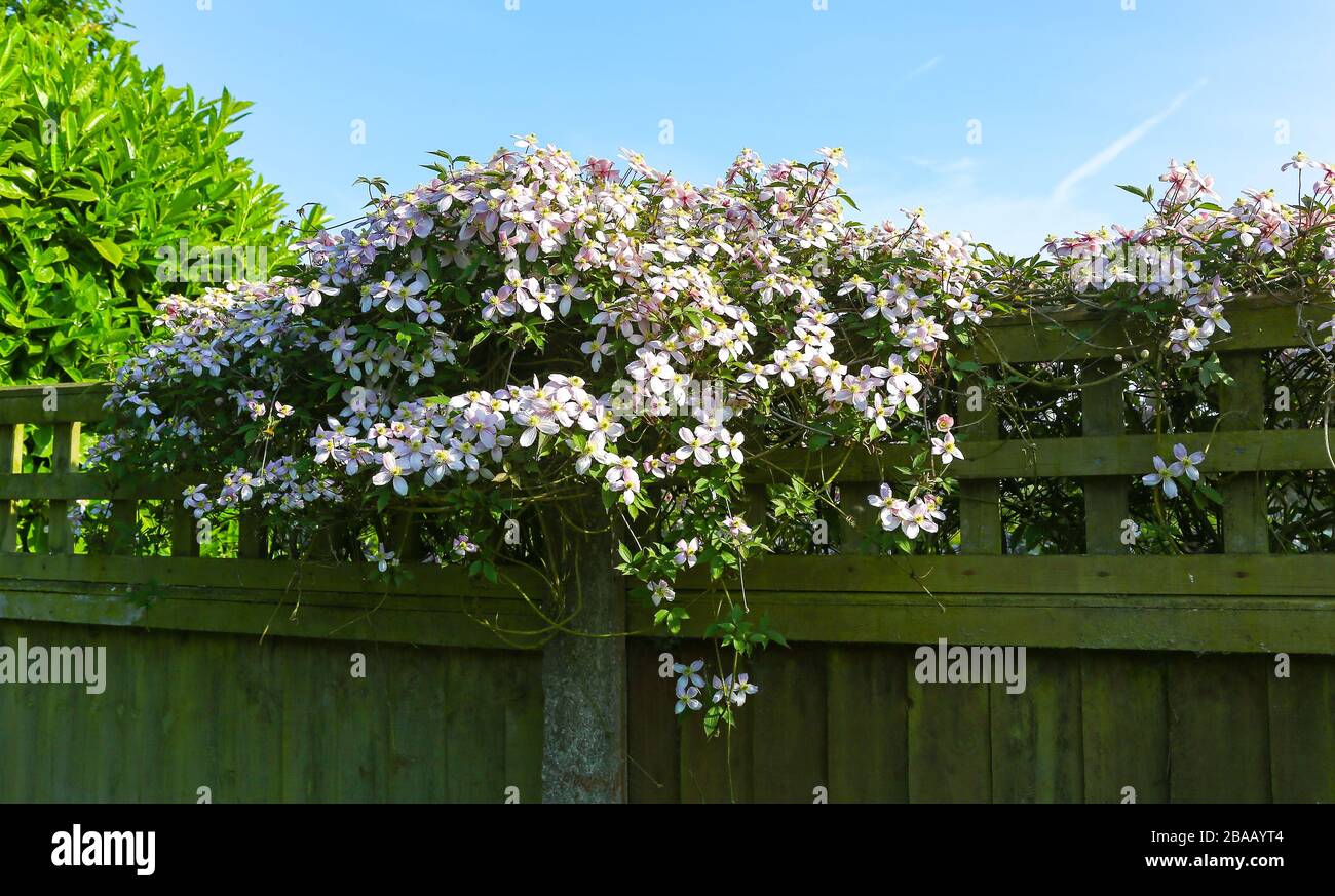 A Clematis montana rubens flowering plant Stock Photo