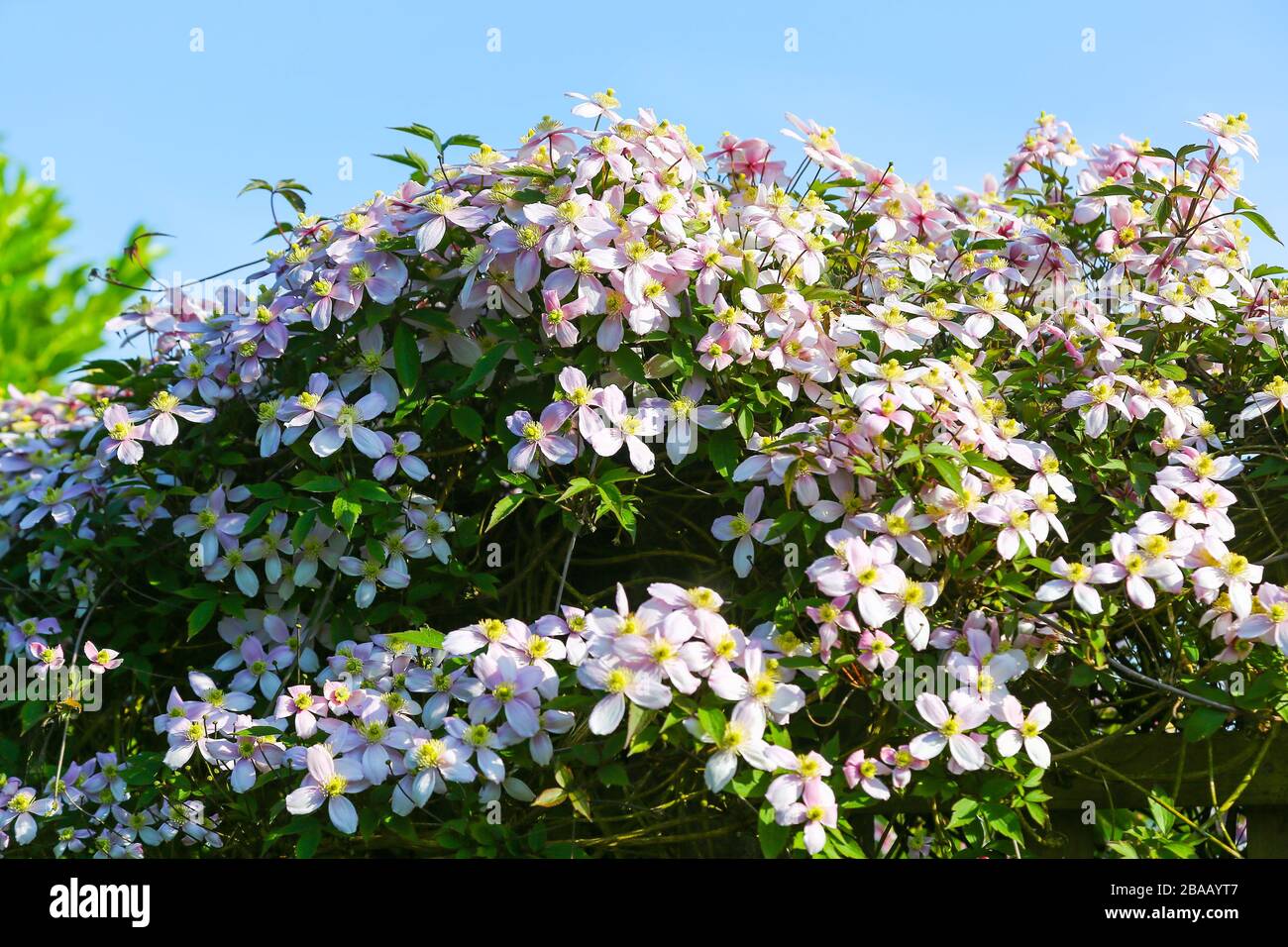 A Clematis montana rubens flowering plant Stock Photo