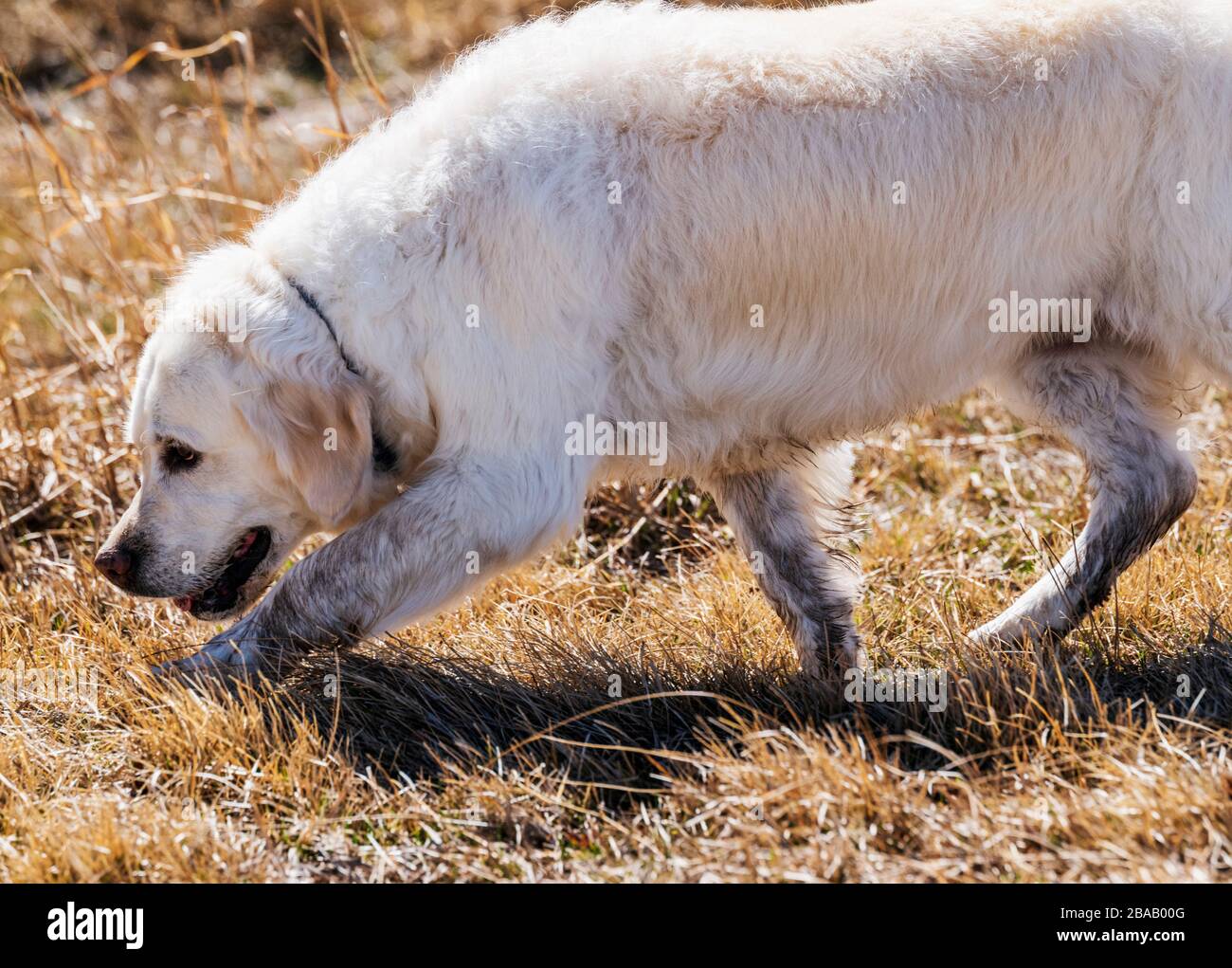 Platinum colored Golden Retriever dog running on a central Colorado Ranch; USA Stock Photo