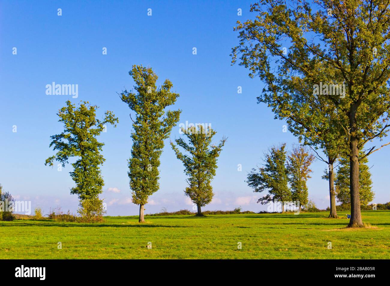 Group of trees Stock Photo Alamy