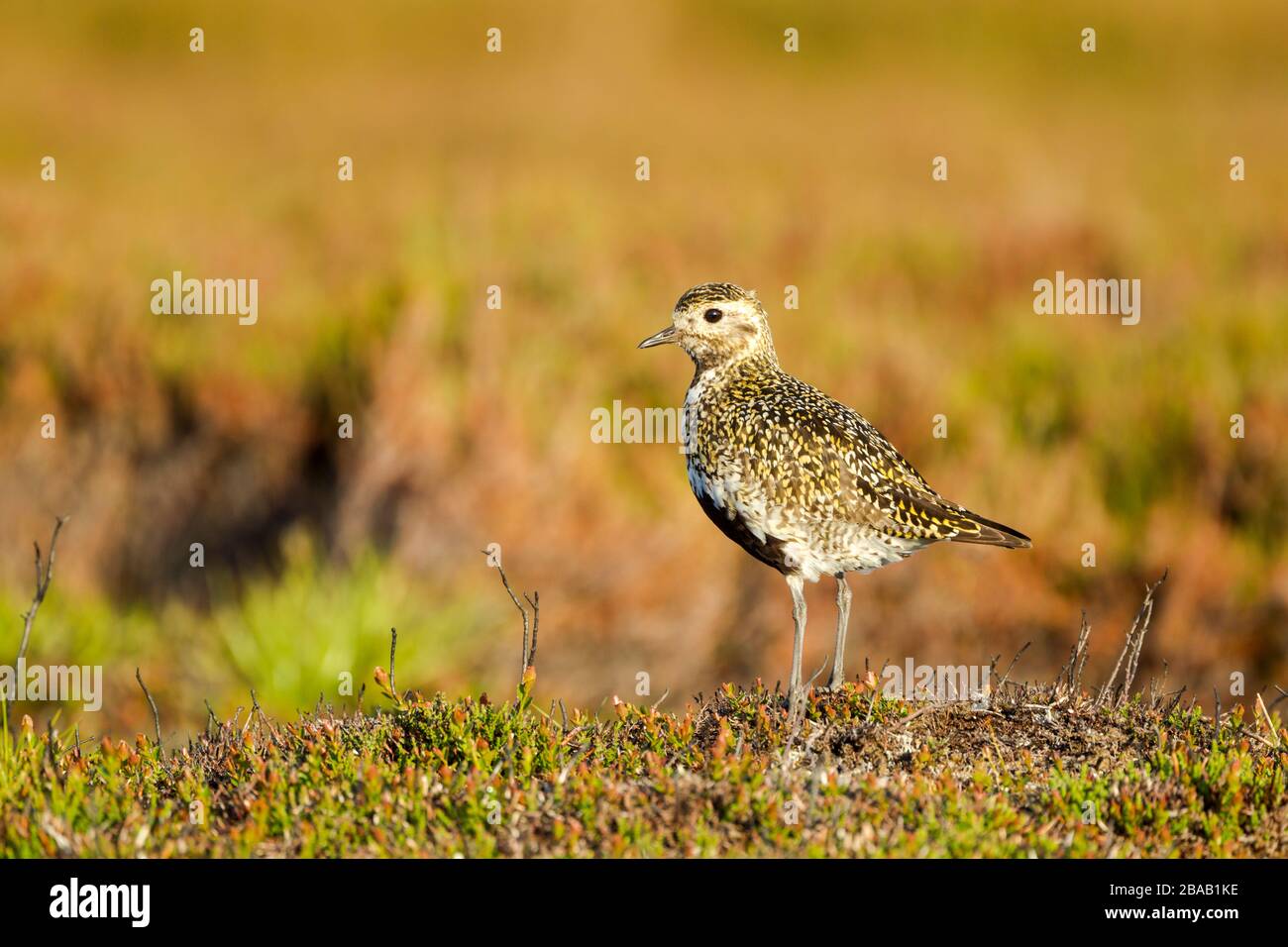 Golden Plover female (Pluvialis apricaria) standing on moorland vegetation in warm light Stock Photo