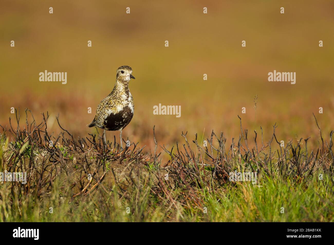 Golden Plover female (Pluvialis apricaria) standing on moorland vegetation in warm light Stock Photo