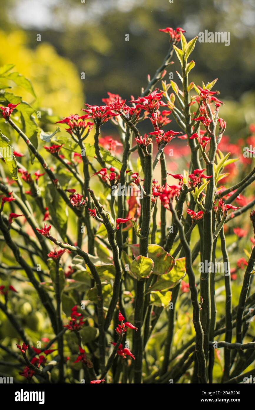 cyanotype-with-plants-and-flowers-stock-photo-alamy