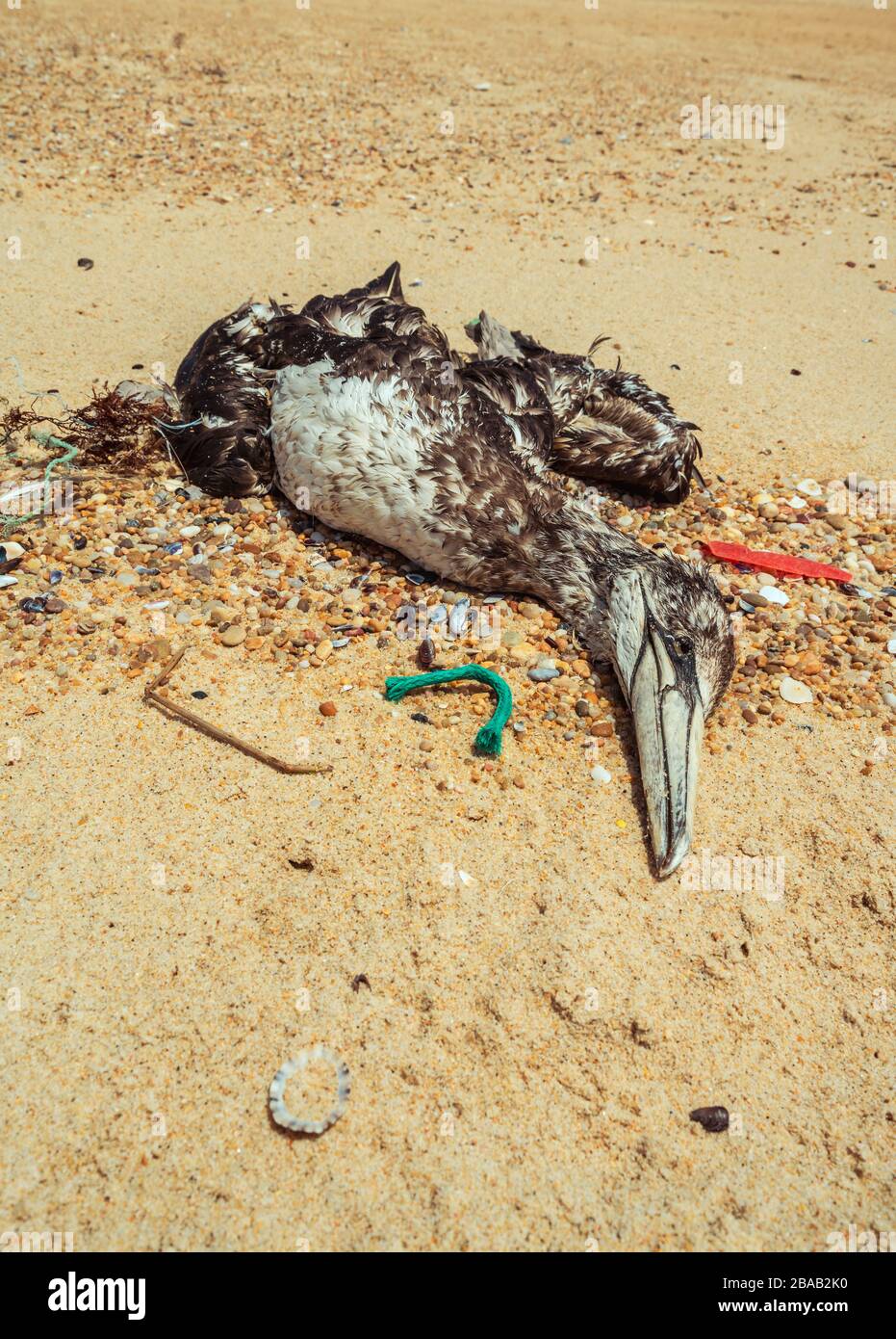 Dead seagull washed up on the beach surrounded by waste plastic Stock Photo