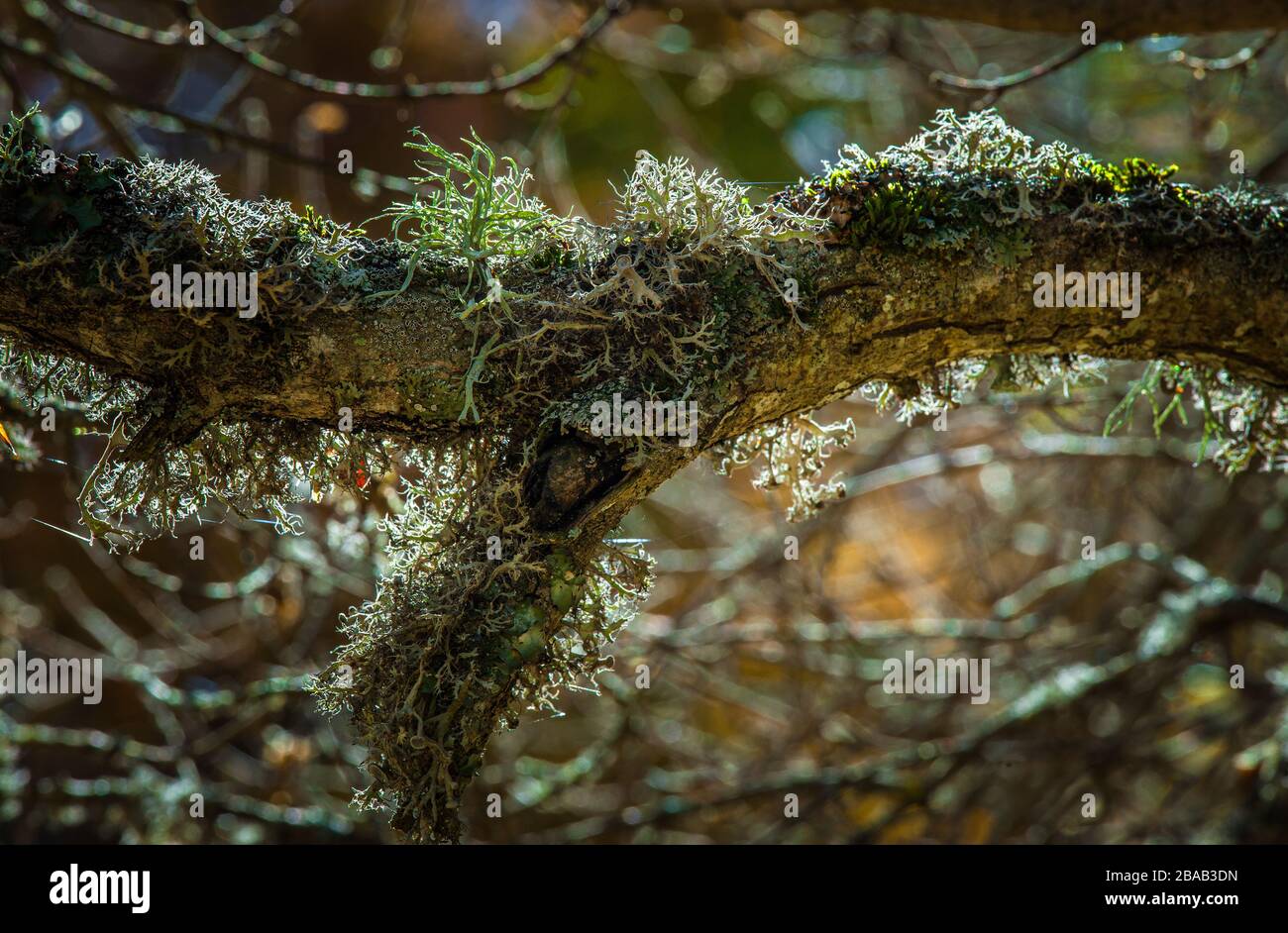 Evernia prunastri gray lichen on a tree trunk in backlight Stock Photo