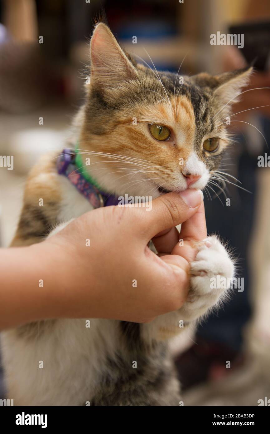 domestic cat eating from hand Stock Photo Alamy