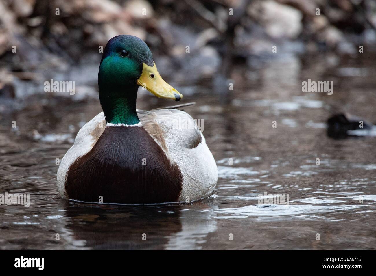 Closeup Pond Swimmer Solitary Green Brown and White Male Mallard Duck Stock Photo