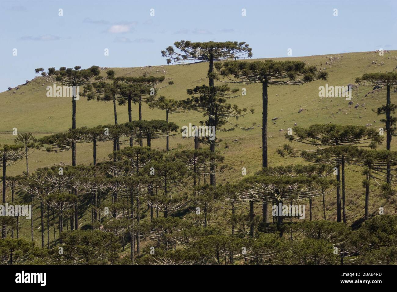 Forest of Araucaria, Pinheiro-pity-paraná (Araucaria angustifolia), São José dos Ausentes, Rio Grande do Sul, Brazil Stock Photo