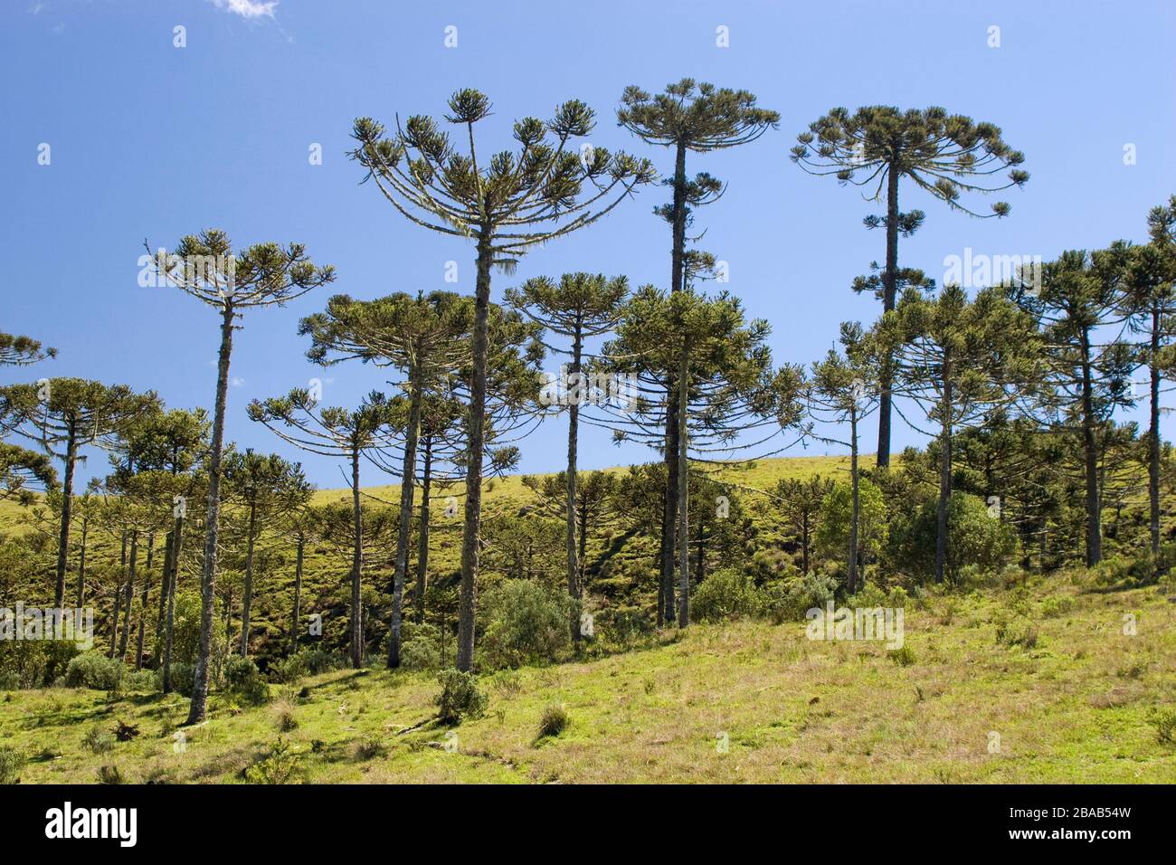 Forest of Araucaria, Pinheiro-pity-paraná (Araucaria angustifolia), São José dos Ausentes, Rio Grande do Sul, Brazil Stock Photo