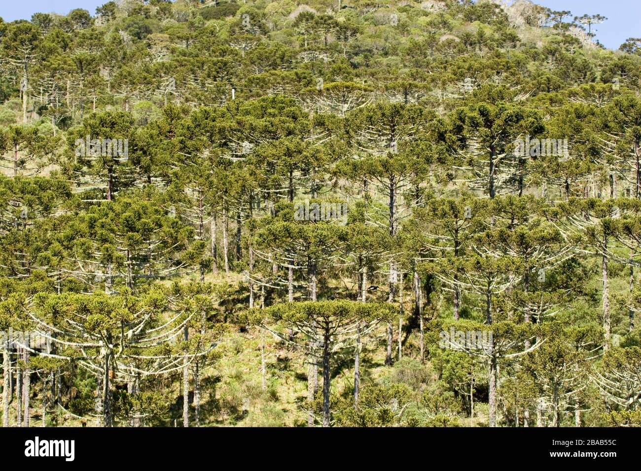 Forest of Araucaria, Pinheiro-pity-paraná, Araucaria angustifolia, São José dos Ausentes, Rio Grande do Sul, Brazil Stock Photo