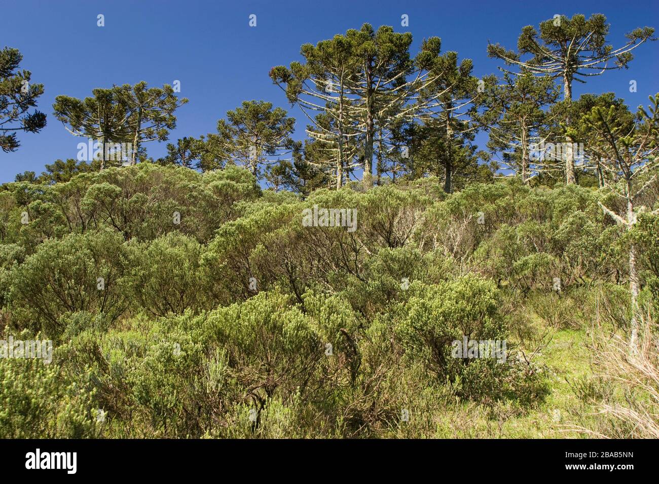 Forest of Araucaria, Pinheiro-pity-paraná, Araucaria angustifolia, São José dos Ausentes, Rio Grande do Sul, Brazil Stock Photo
