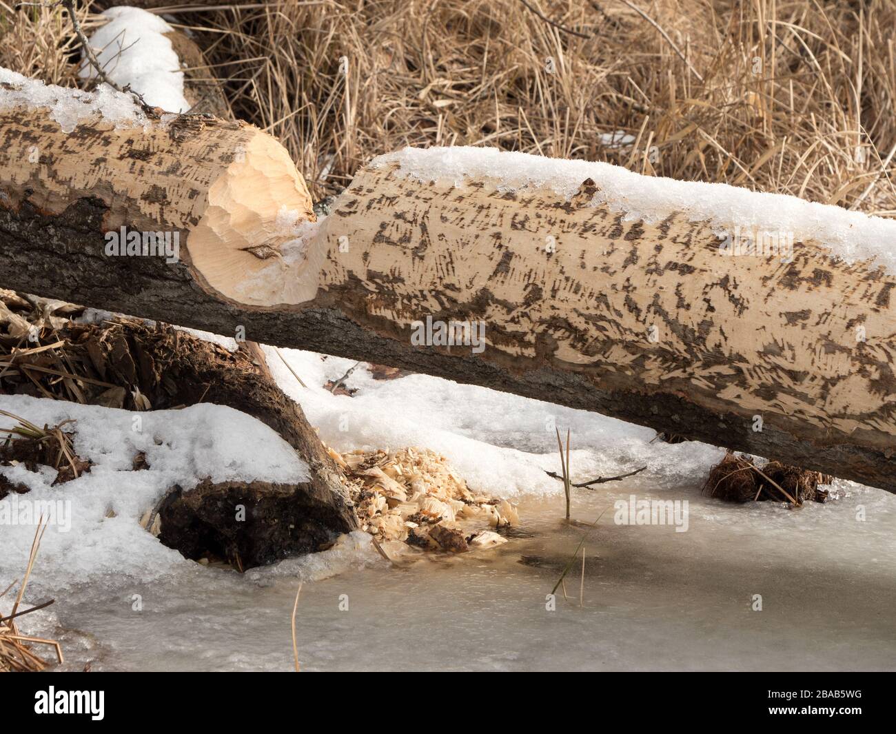 Fallen aspen trunk peeled by beaver Stock Photo