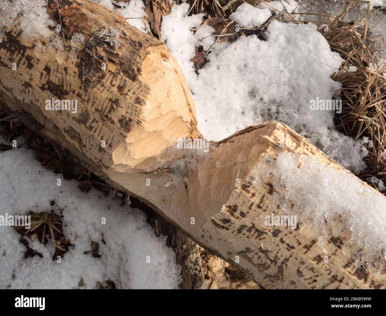 Fallen aspen trunk peeled by beaver Stock Photo
