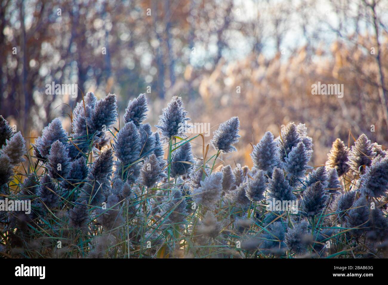 Local Park Wispy Grasses Rise and Grow in Forest of Autumn Colours Stock Photo