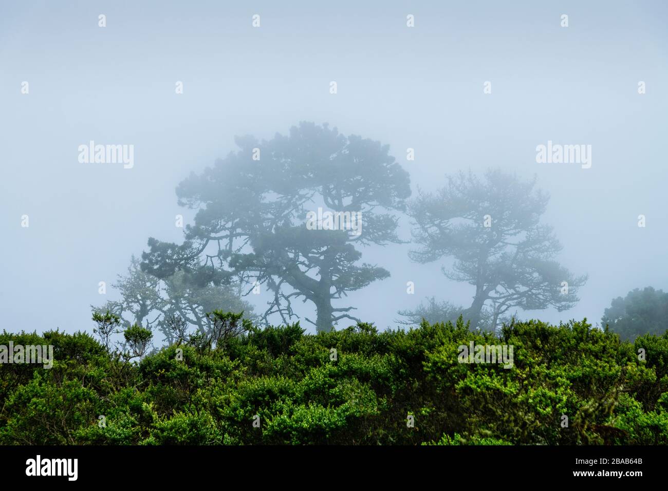 Trees at Point Reyes National Seashore fogged in, California, USA Stock Photo