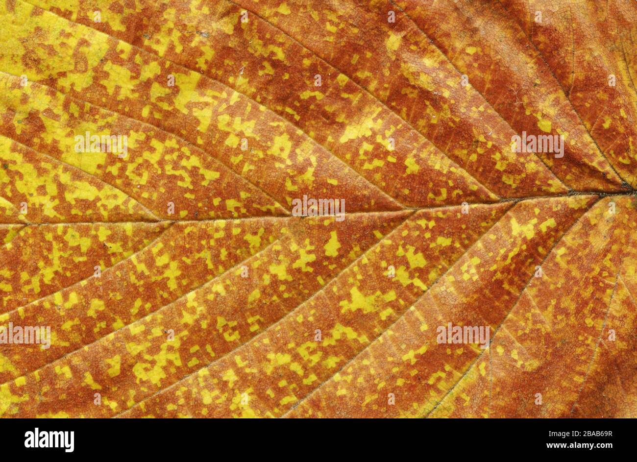 Golden autumn leaf hi-res stock photography and images - Alamy