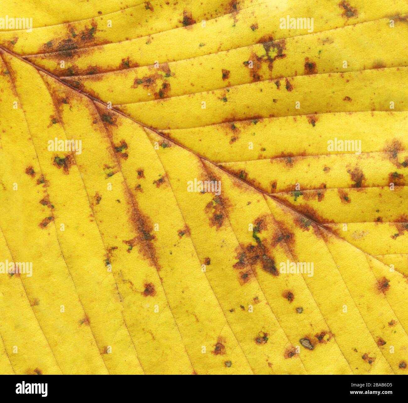 Grunge Autumn Yellow Background Golden Leaf Background Fall Leaf Background Texture Yellow Leaf Plant Texture Stock Photo Alamy Grunge Autumn Yellow Background Golden Leaf Background Fall Leaf Background Texture Yellow Leaf Plant Texture Stock Photo Alamy