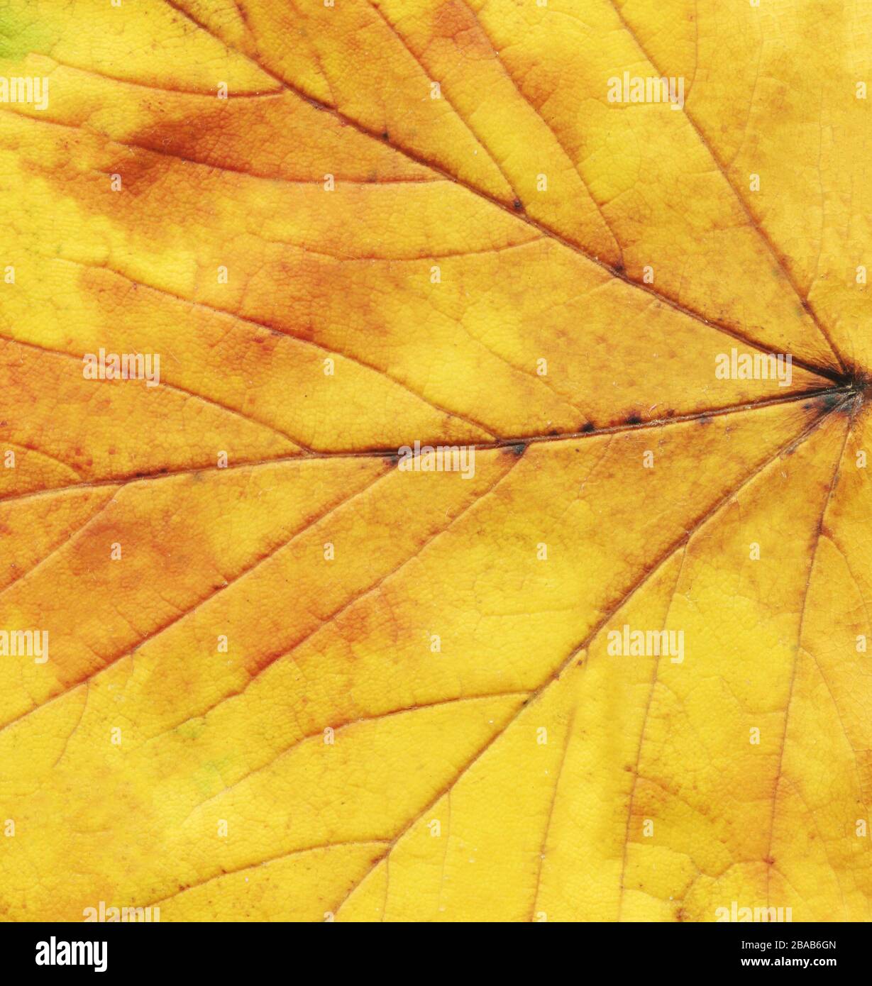 Grunge Autumn Yellow Background Golden Leaf Background Fall Leaf Background Texture Yellow Leaf Plant Texture Stock Photo Alamy Grunge Autumn Yellow Background Golden Leaf Background Fall Leaf Background Texture Yellow Leaf Plant Texture Stock Photo Alamy