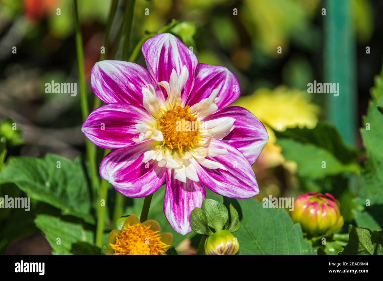 Collerette Dahlia in Butchart Gardens on Vancouver Island, British Columbia, Canada. Stock Photo