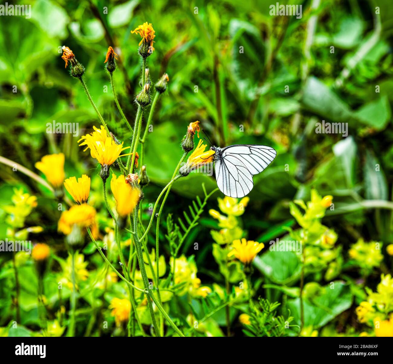 Black veined white butterfly on flower head, Tyrol, Austria Stock Photo