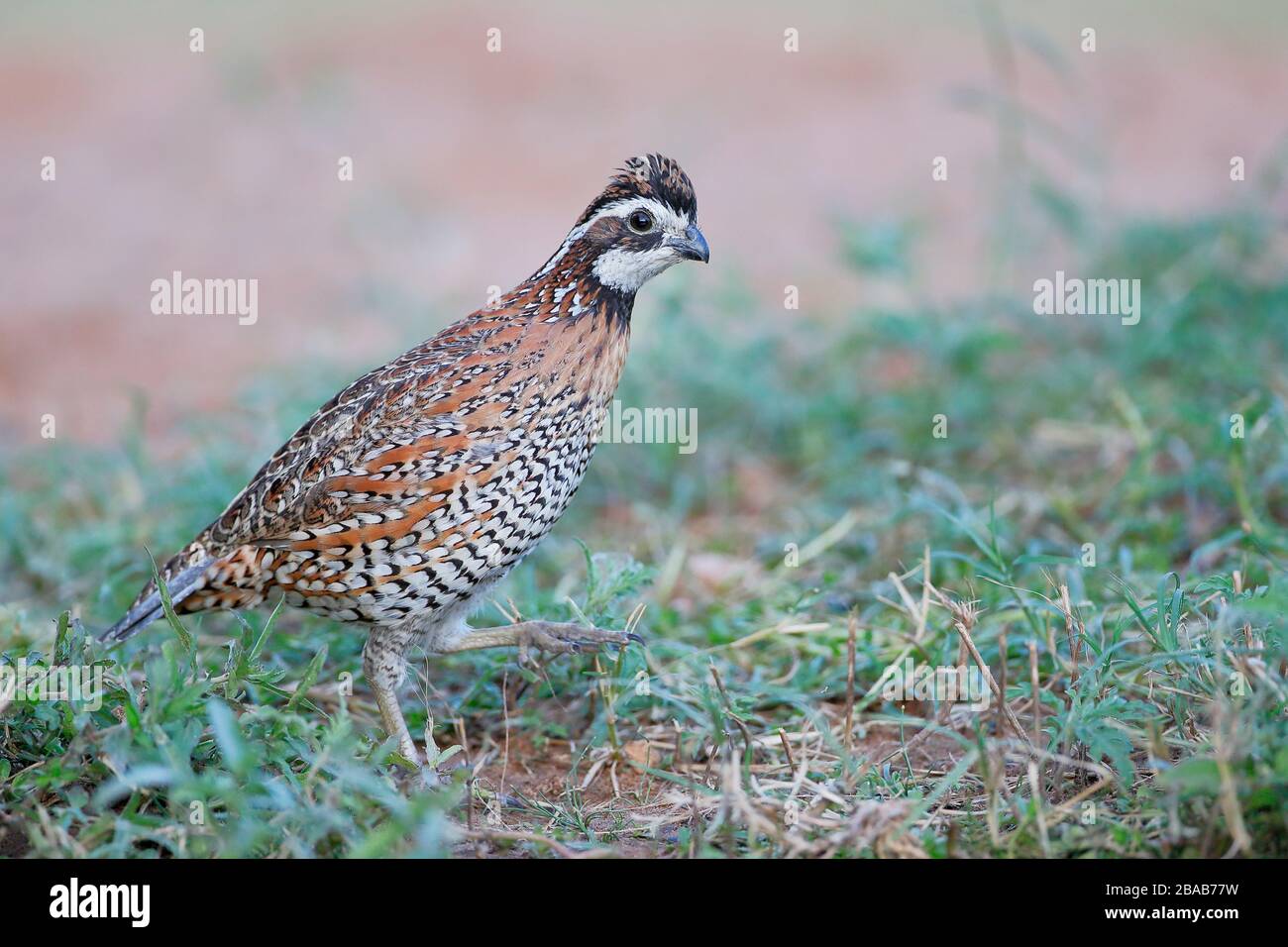 Northern Bobwhite (Colinus virginianus) male, South Texas, USA Stock Photo