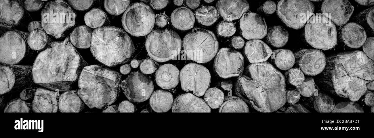 Pile of tree trunks Black and White Stock Photos & Images - Alamy