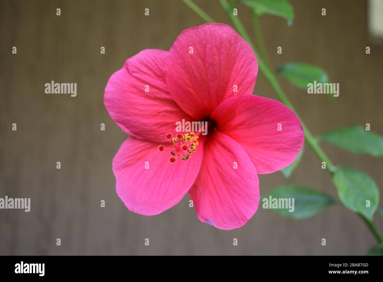Side view of Red Hibiscus rosa sinensis, Chinese hibiscus, Carnation