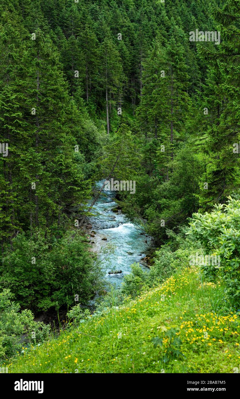 Water stream amidst forest, Vorderriss, Bavaria, Germany Stock Photo