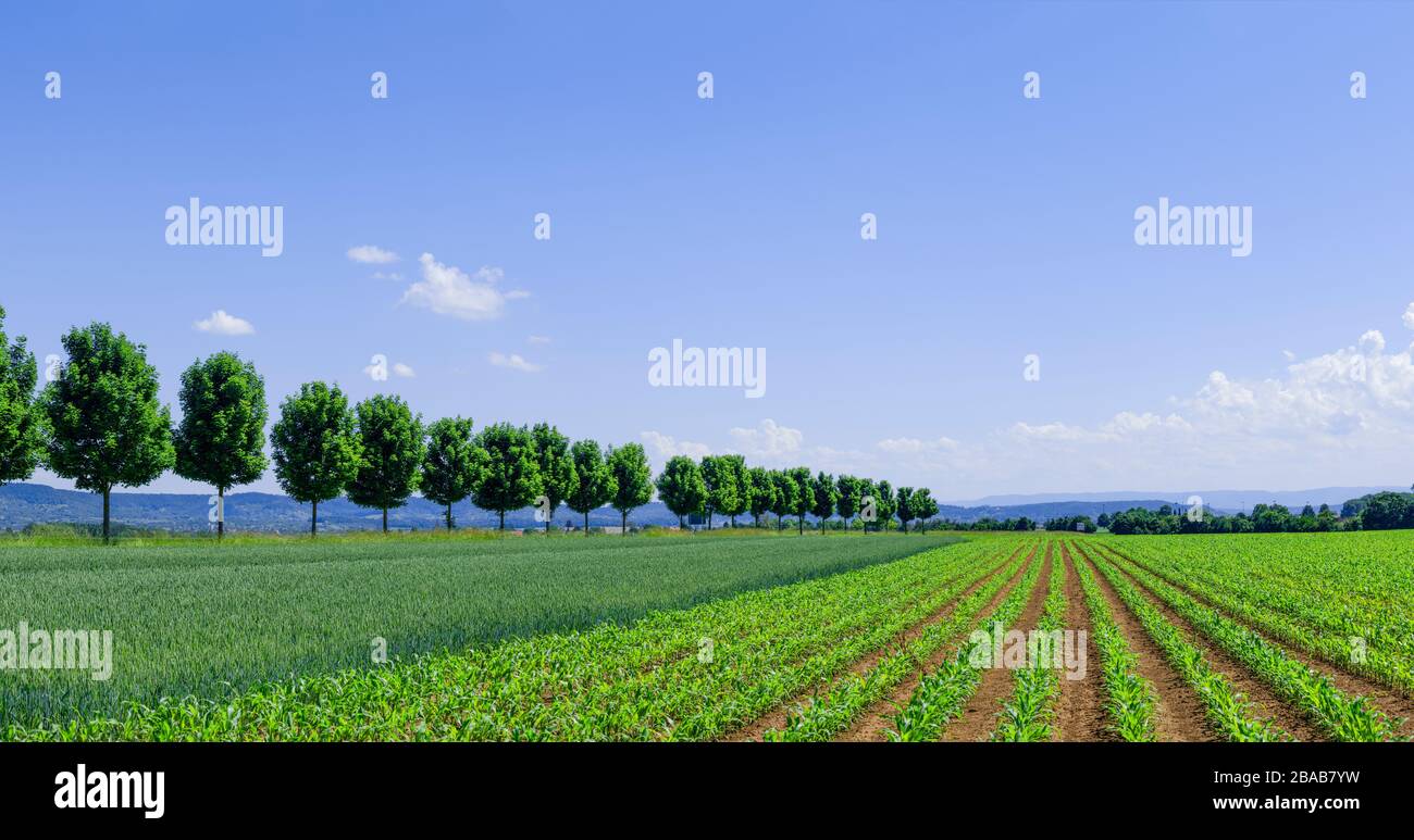 Rural scene with fields, Baden Wurttemberg, Germany Stock Photo