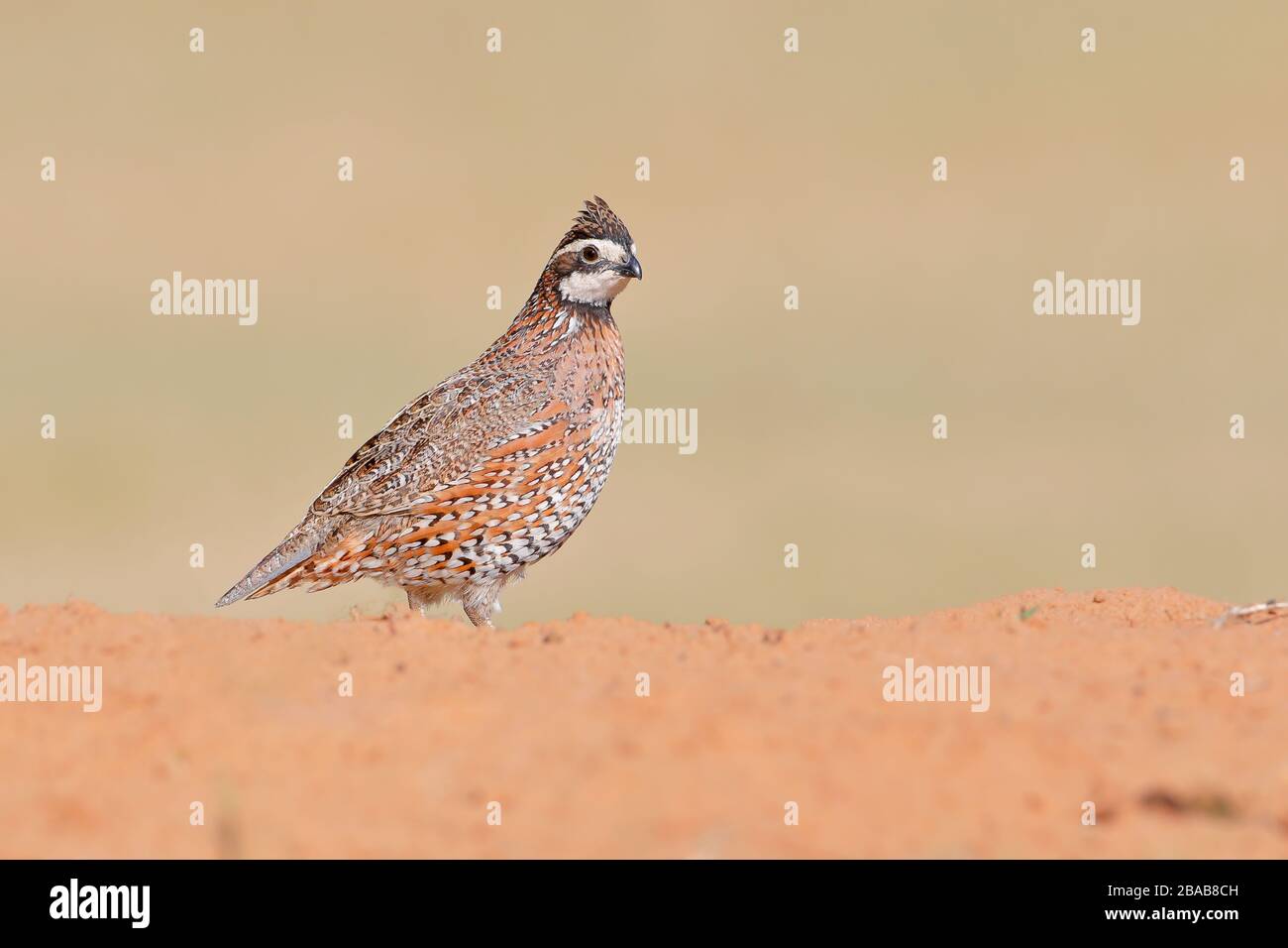 Northern Bobwhite (Colinus virginianus) male, South Texas, USA Stock Photo