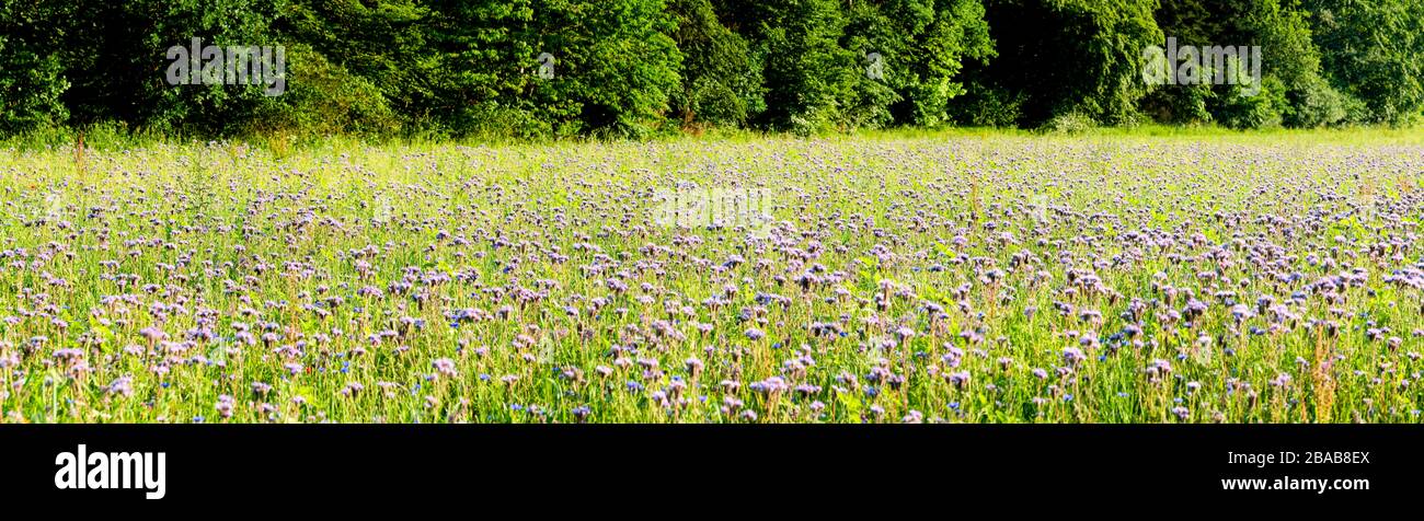Field of wildflowers, Baden Wurttemberg, Germany Stock Photo
