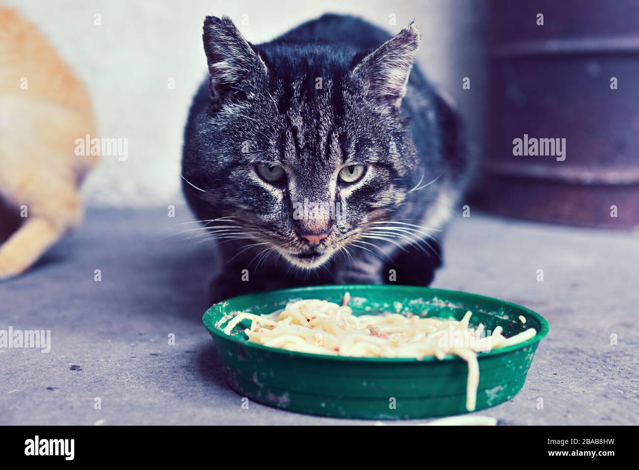 adorable cat in the yard Stock Photo