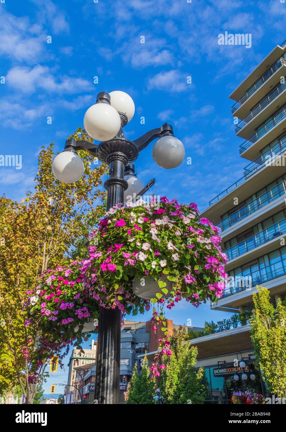 Flowers on city street lamps in downtown Victoria, British Columbia, Canada. Stock Photo