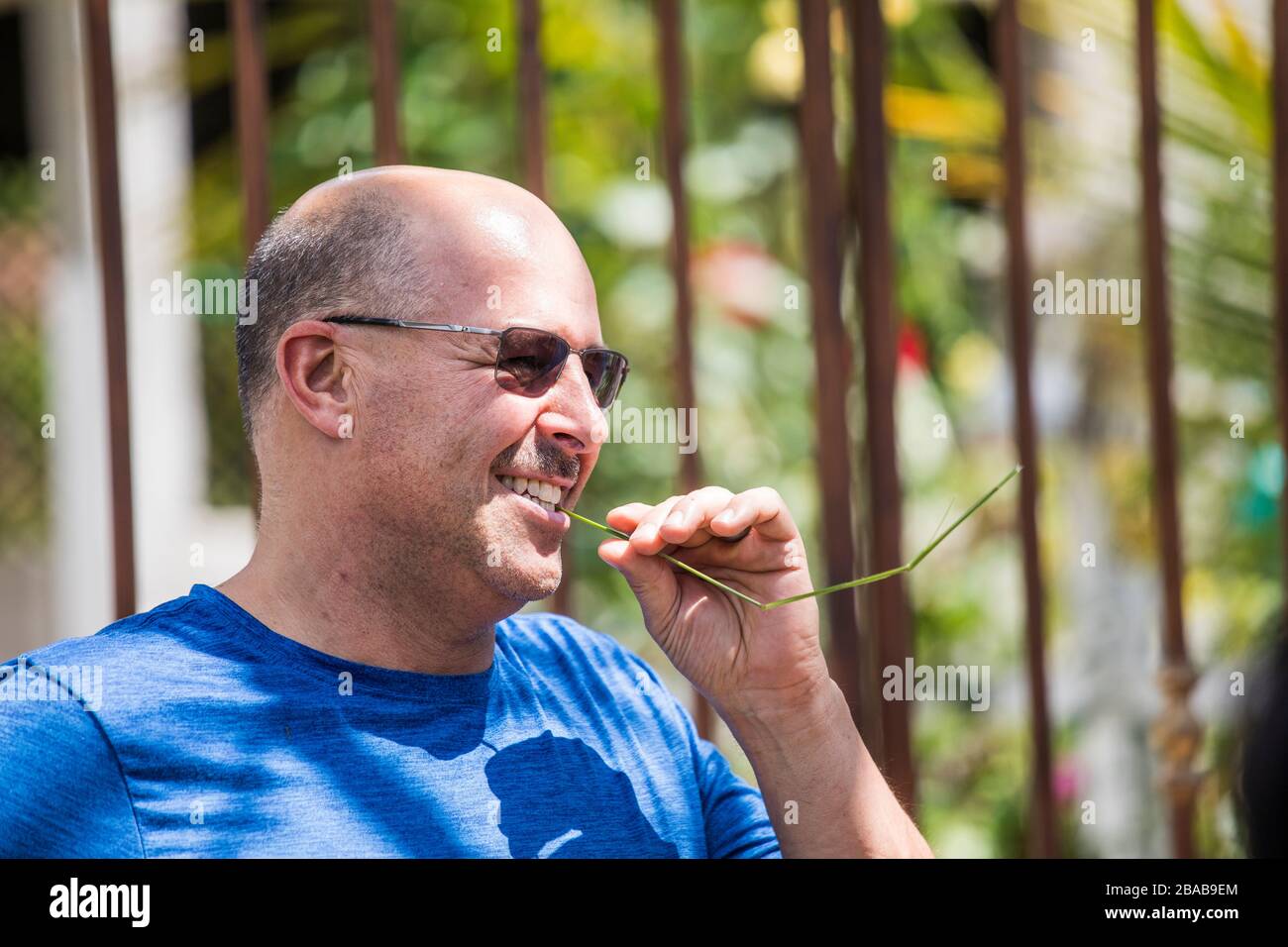 Retired man bites on a blade of grass during vacation. Stock Photo
