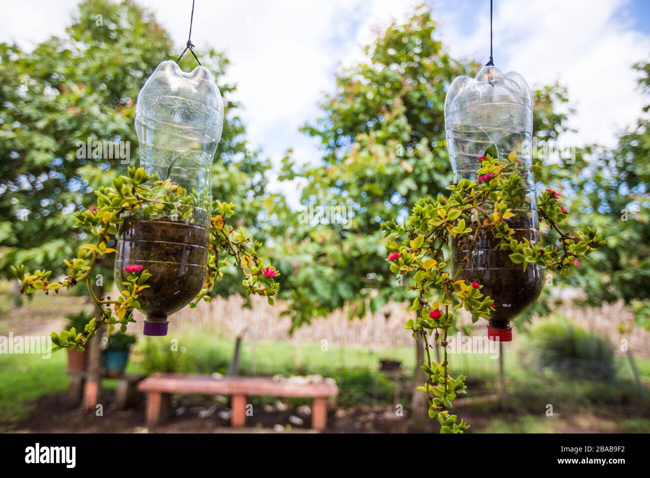 Plastic bottles reused as hanging planters. Stock Photo