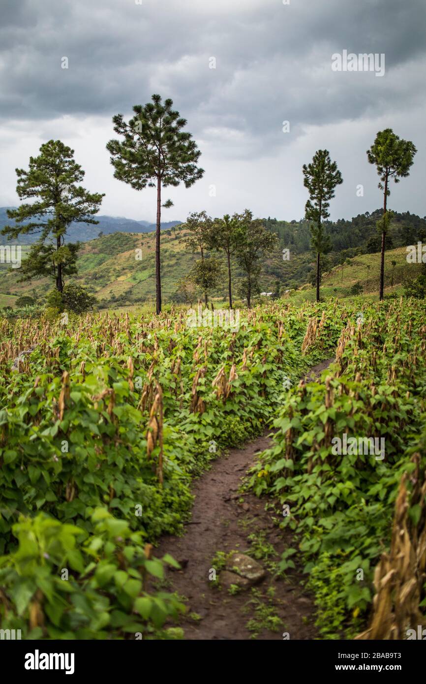 Trail winds through lush hillside farm in Latin America. Stock Photo