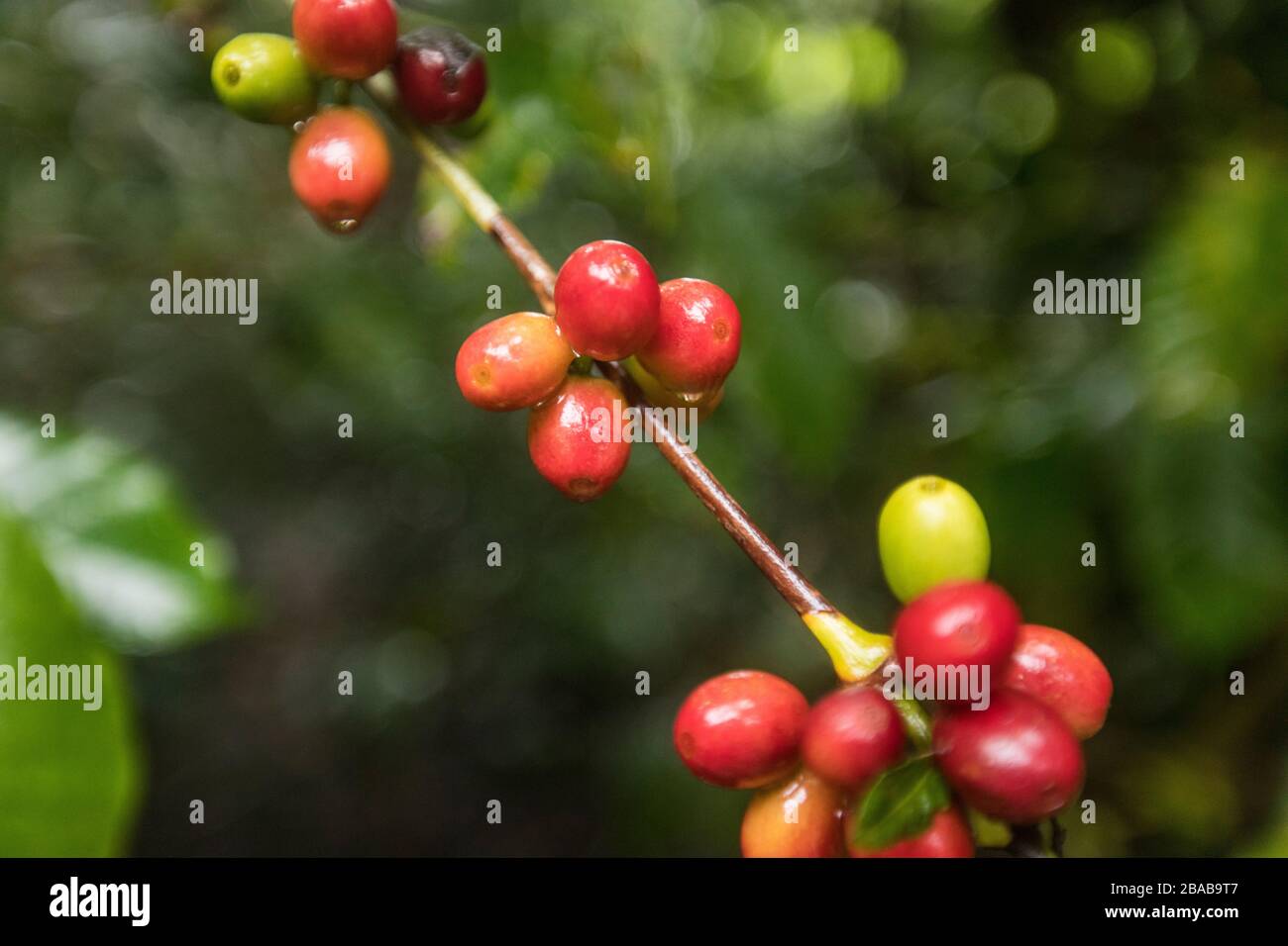 Raw coffee (coffee cherry) plant, Central America Stock Photo Alamy