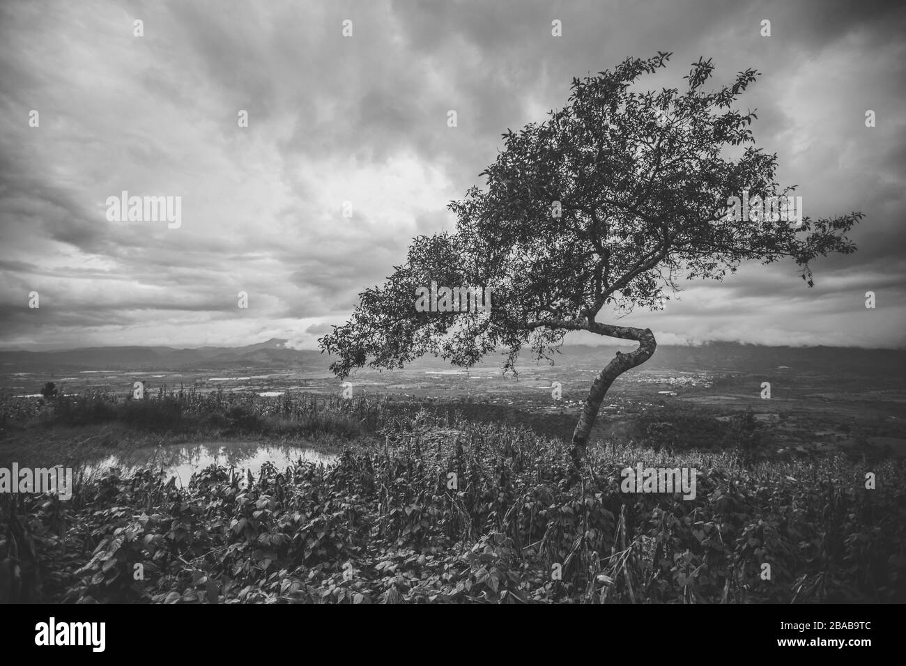 Black and while image of tree on hillside. Stock Photo