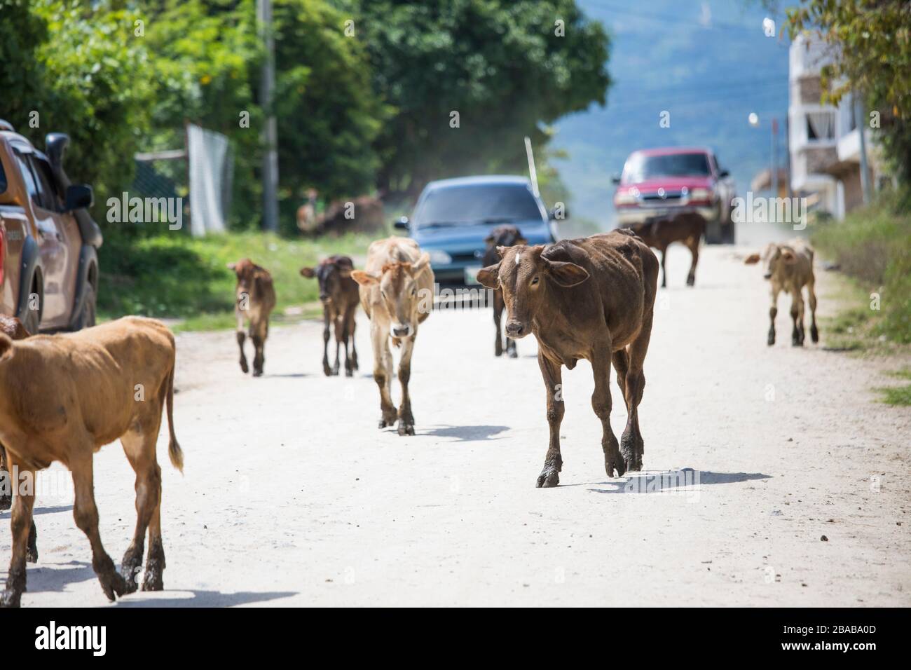 Cows wander on roadway, blocking traffic. Stock Photo