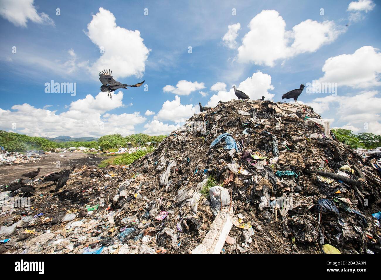 Vultures scavenge for food at the local dump. Stock Photo