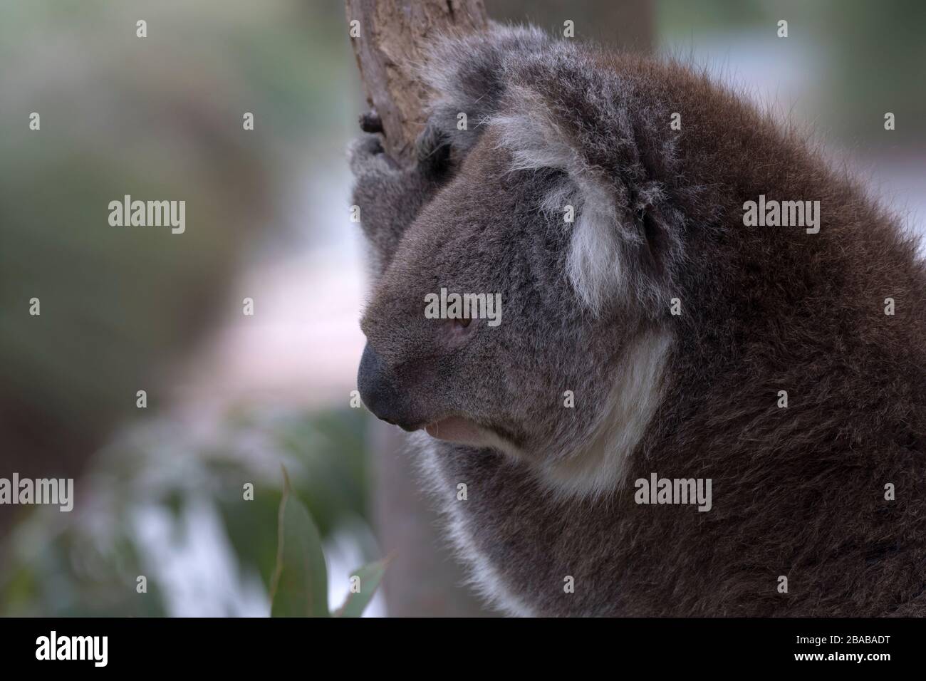Horizontal photo with copy space on left and close up of  iconic Australian koala on right.  Western Australia in 2018. Stock Photo