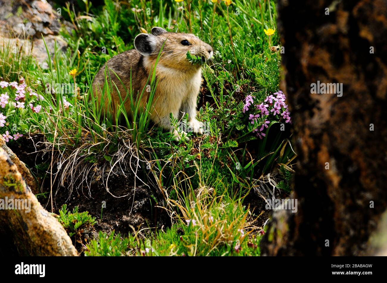American pika flowers hi-res stock photography and images - Alamy