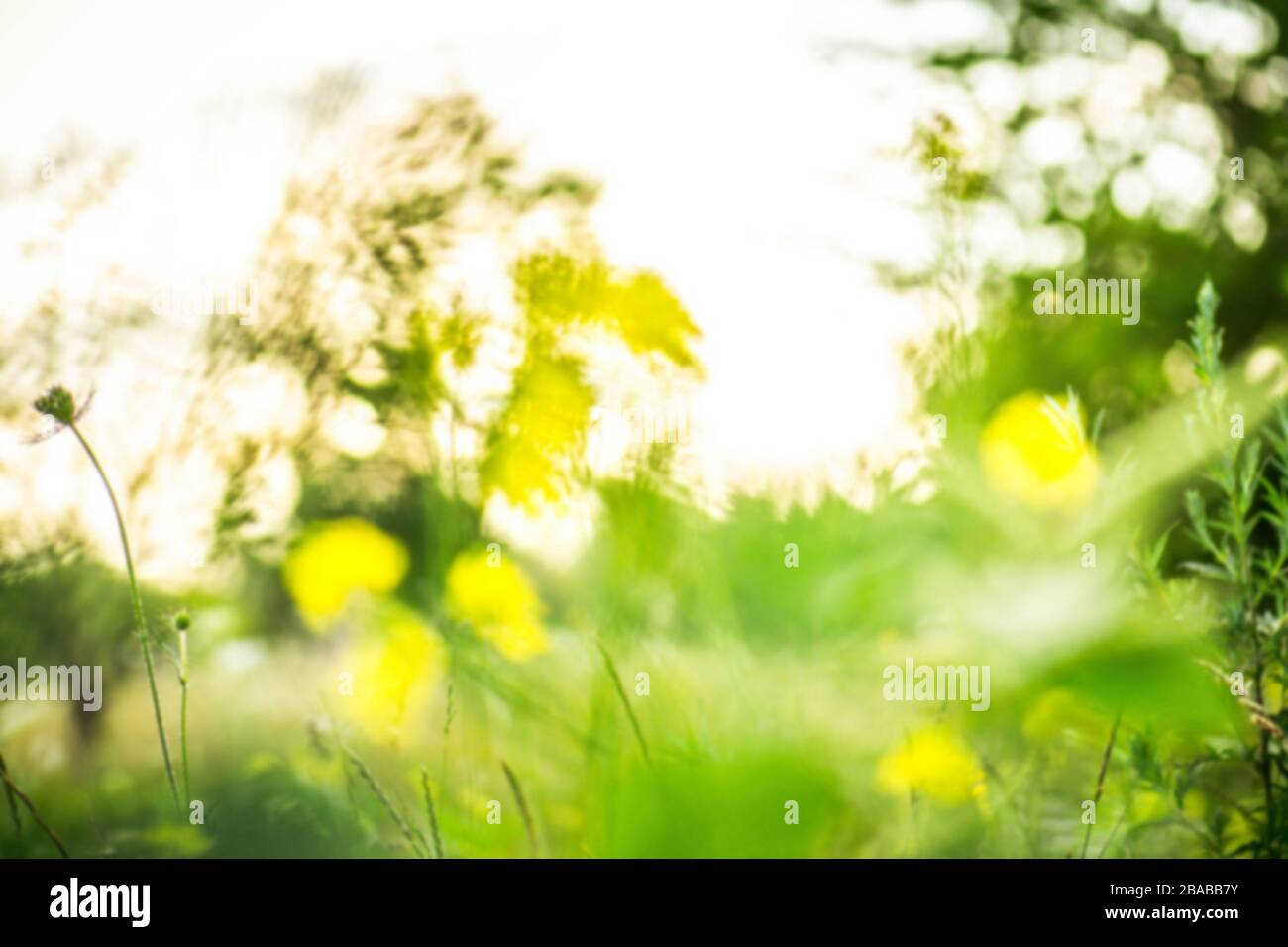 Bokeh background soft focus blurred hi-res stock photography and images ...