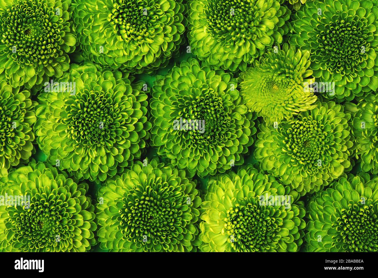 Chrysanthemum green hires stock photography and images Alamy