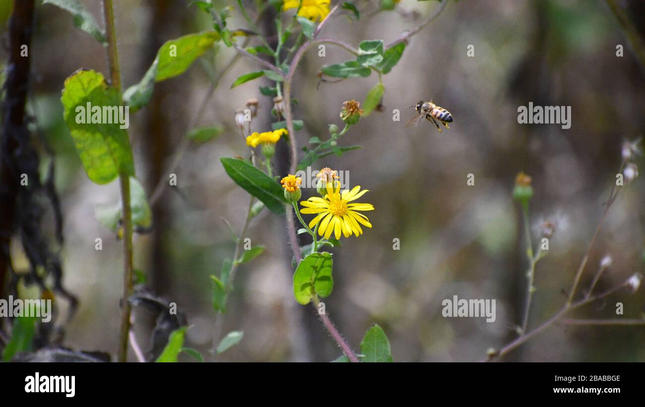 Bee pollinating a yellow flower Stock Photo