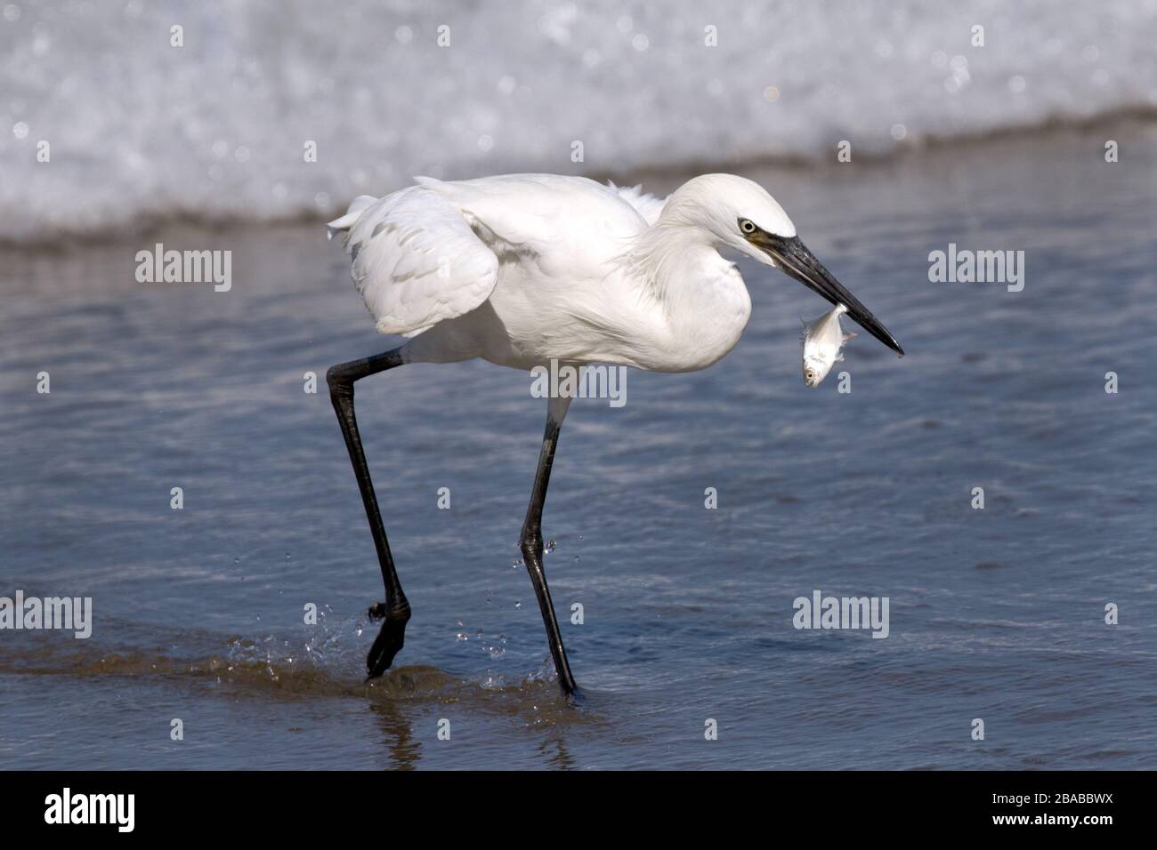 An Egret capturing a fish while wading along the shoreline in Costa Rica. Stock Photo